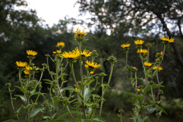 field of blooming yellow flowers on a background sunset