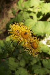 Background with wildflower - Heartleaf Oxeye, Telekia speciosa 