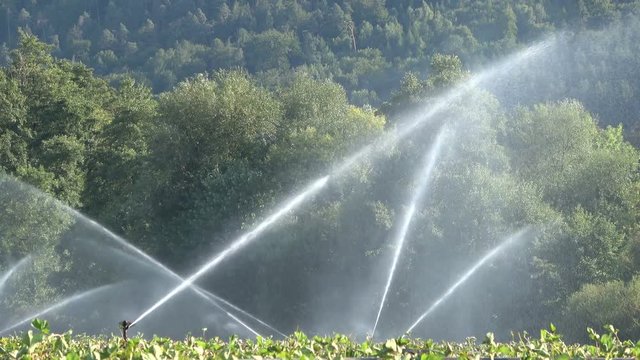 Beregnungsanlage in Zeitraffer, Bew&auml;sserungsanlage, Erdbeerpflanzen-Bew&auml;sserung
