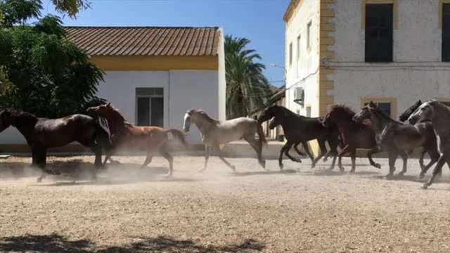 group of horses trotting towards the barn at lunchtime