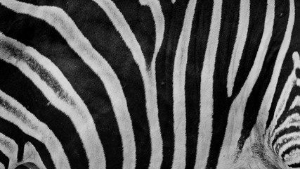 Fototapeta na wymiar Zebra print, animal skin, tiger stripes, abstract pattern, line background, fabric. Amazing hand drawn vector illustration. Poster, banner. Black and white artwork, monochrome