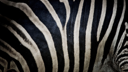 Fototapeta na wymiar Zebra print, animal skin, tiger stripes, abstract pattern, line background, fabric. Amazing hand drawn vector illustration. Poster, banner. Black and white artwork, monochrome