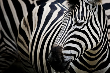 Zebra on dark background. Black and white image