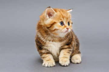 Small British marble breed kitten