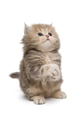 Shaggy, grey British kitten