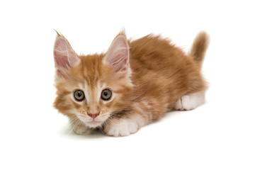 Small Maine Coon kitten
