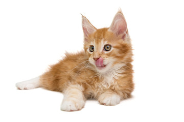 Small Maine Coon kitten