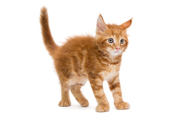 Small Maine Coon kitten