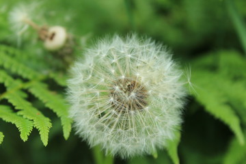 Pusteblume