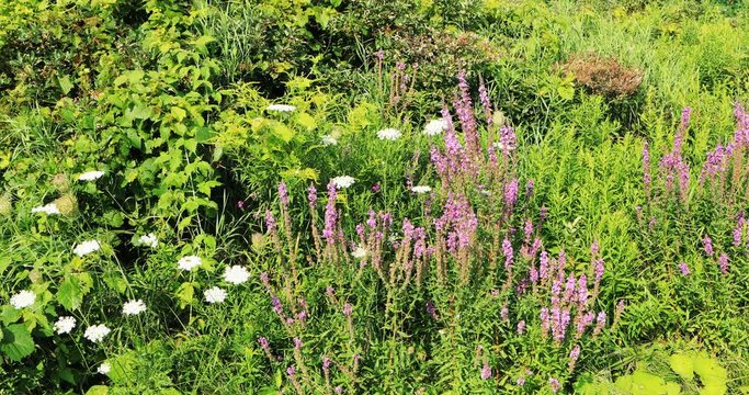 Invasive species, Purple Loosestrife, Lythrum salicaria 4K