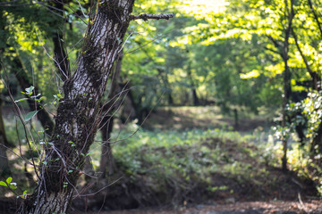 tree with moss on roots in a green forest or moss on tree trunk. Tree bark with green moss. Azerbaijan nature.