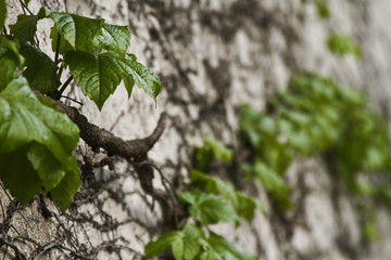 Green vines on brick wall