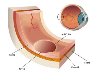 Medical vector illustration of a small section of the central region of the retina in the human eye called macula - obrazy, fototapety, plakaty
