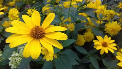 Flowers Heliopsis helianthoides.