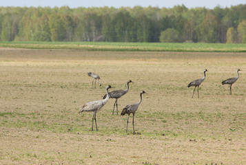 Naklejka na ściany i meble Common cranes (Grus grus) in the field