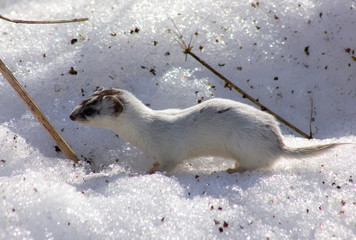 Least weasel on the snow