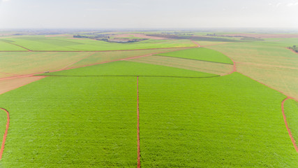 Obraz premium Sugarcane plantation field aerial view with sun light. Agricultural industrial. Ribeirão Preto, São Paulo / Brazil