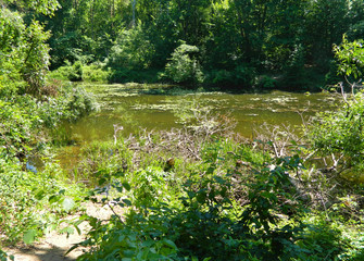 deep green sunny warm swamp surrounded by forest