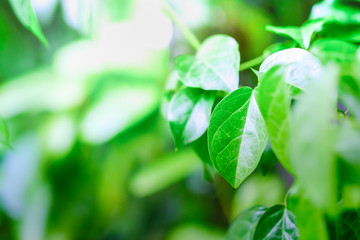 Obraz premium Closeup nature view of green leaf on blurred greenery background in garden using as background natural green plants landscape, ecology, fresh wallpaper concept.