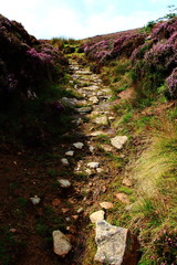 Moorland walk amongst the purple Heather.