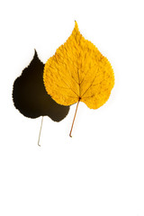 autumn yellow leaf of the tree and its shadow, volume, the concept of changing seasons and arrival of autumn, isolated on white background