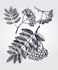 Ink hand drawn set of bunch of rowan berries with leaves. Autumn elements collection. Vector illustration. - obrazy, fototapety, plakaty