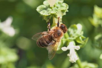 Biene an Basilikumbl&uuml;te