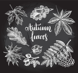 Ink hand drawn set of autumn leaves, rowan berries, acorns. Autumn elements collection with brush calligraphy style lettering. Vector illustration.