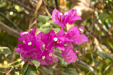 bouganville