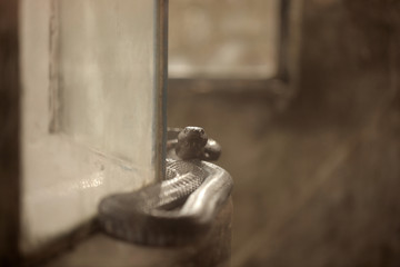 black cobra on a vintage window