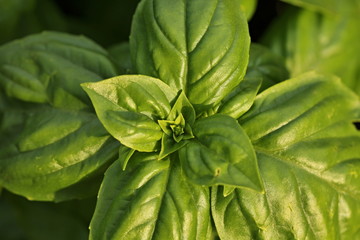 Basil (Ocimum basilicum)