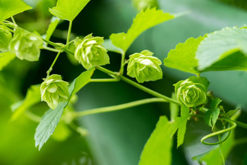 Closeup of Common Hops female strobili (Humulus lupulus)