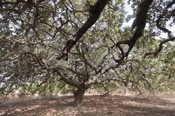 wide angle photography of an old massive cashew tree with big brown branches and green leaves, outdoors on a sunny day in the Gambia, Africa