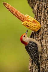 RED-BELLIED WOODPECKER EATING CORN