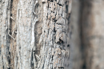 baobab dying bark macro photogapy
