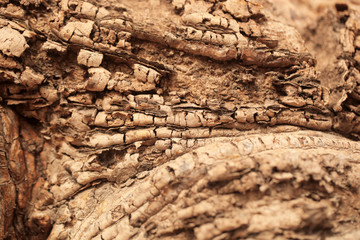 ancient baobab trunk closeup outdoors in the gambia, Africa