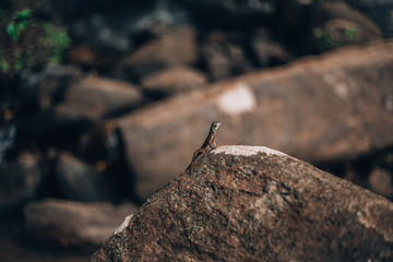 small lizard in a tropical environment