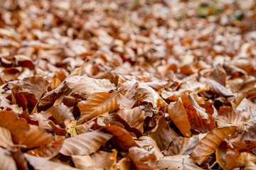 Colorful autumn leaves