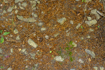 The background of the ground with stones and old needles