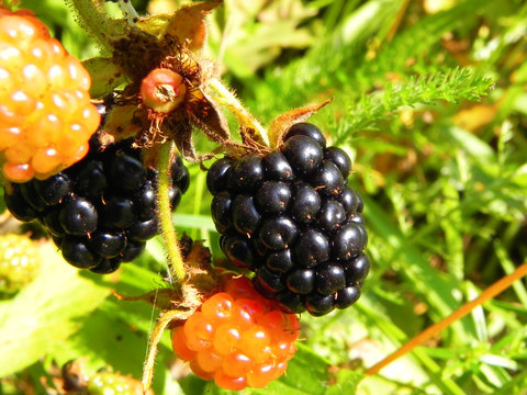 Blackberry berries on a bush in the garden.