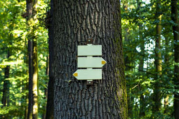 Blank signs in the form of arrows on the tree trunk