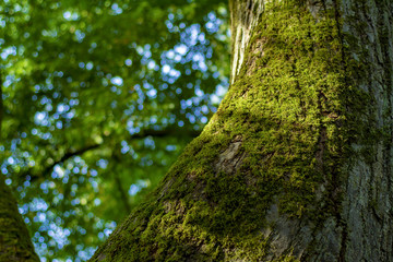 Fototapeta premium The trunk of the tree is covered with moss in a summer, sunny forest. Close up