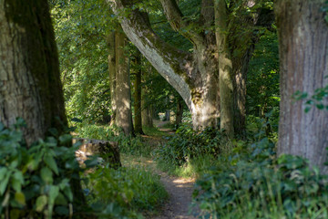 A narrow path in the forest