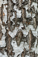 Aged white bark of tree background