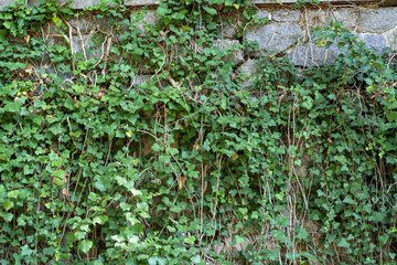 A stone wall overgrown with a vine