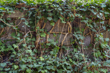 A stone wall overgrown with a vine