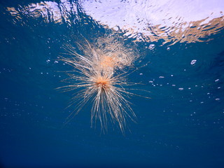 Seeigel Japanese Shipwreck Amed Bali Indonesien