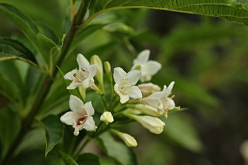 Weigela is a genus of between 6 and 38 species