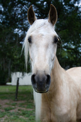 Obraz premium Andalusian Palomino