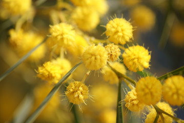 Vista de cerca de ramas con flores amarillas redondas y pomposas de ábol mimosa común ornamental en día soleado de primavera.